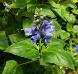 Guatemalan Leaf Sage, Blue Vine Sage, Ivy Leaf Sage, Gentian Leaf Sage, Salvia cacaliifolia